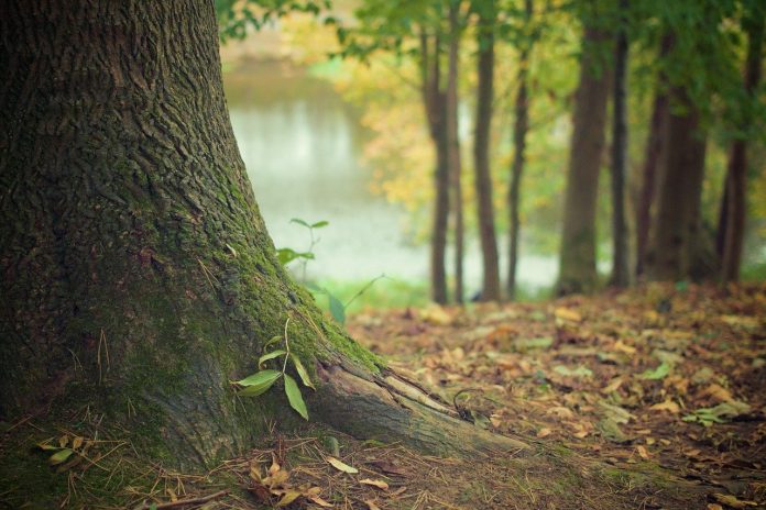 tree tree