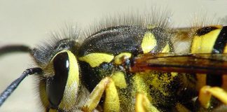 yellow jacket