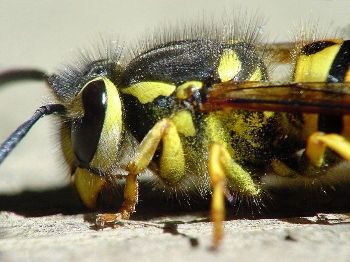 yellow jacket yellow jacket