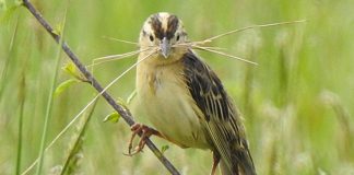 female bobolink