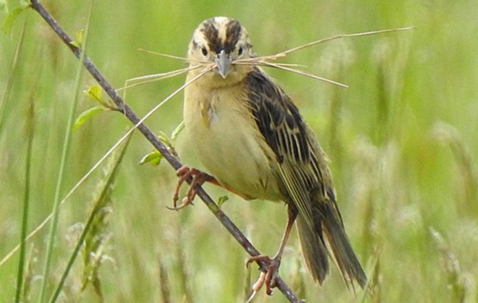 female bobolink female bobolink