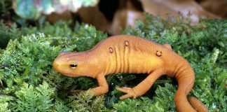 red-spotted newt