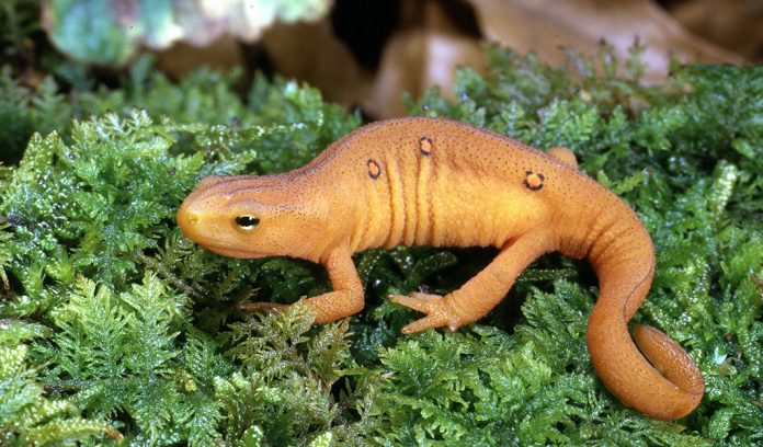 red-spotted newt red-spotted newt