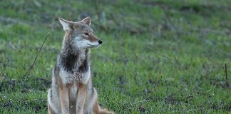 Coyote