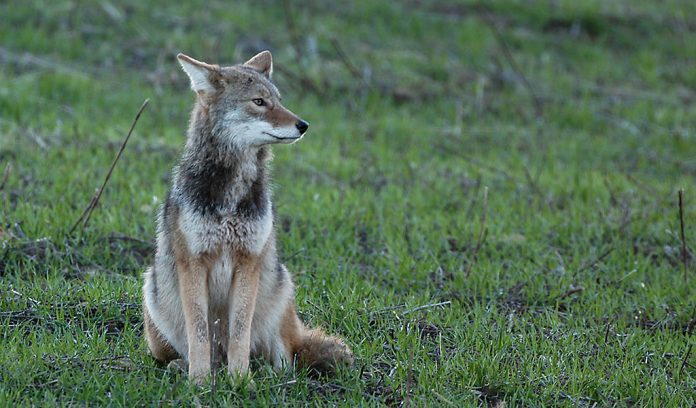 Coyote Coyote