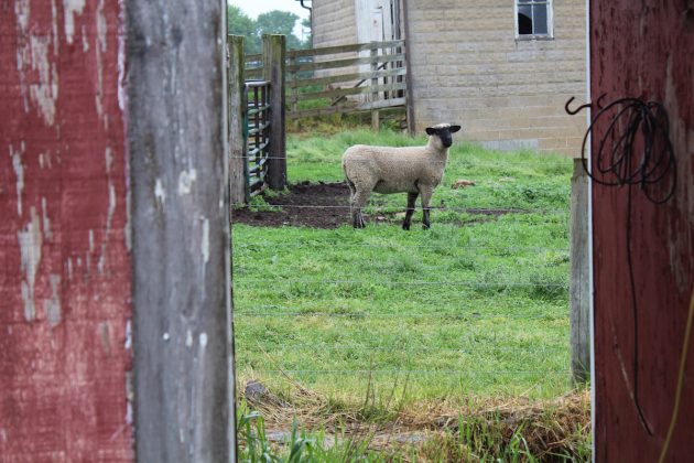sheep standing in field