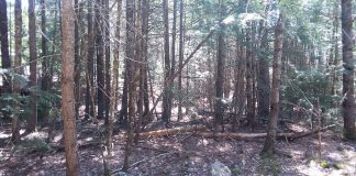 Maine woods
