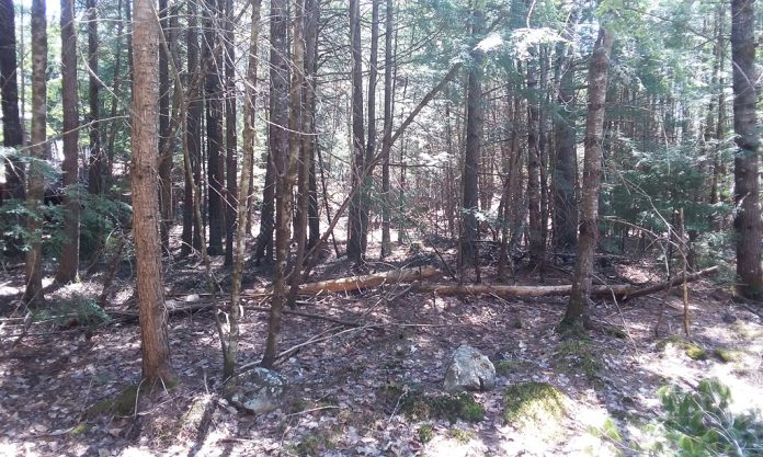 fareispring Maine woods