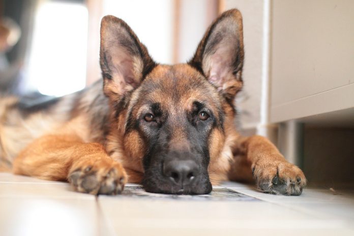 german shepherd german shepherd