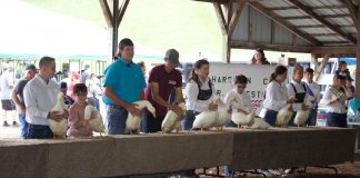 4-H'ers stand behind a table with their market ducks in a show ring.