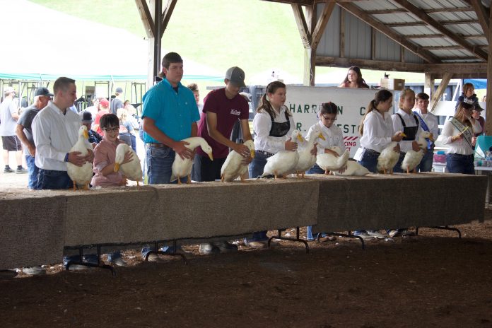 harrison_fair_and_covid19_4 4-H'ers stand behind a table with their market ducks in a show ring.