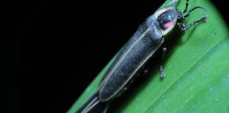 firefly