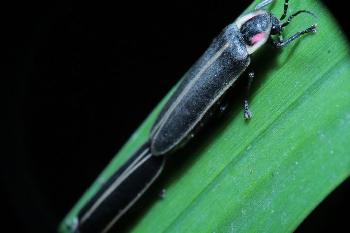 firefly firefly