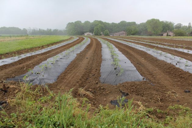 freshly planted field