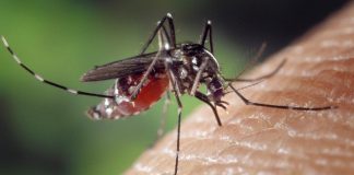 mosquito