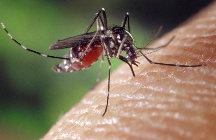 mosquito mosquito
