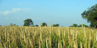 pearl millet