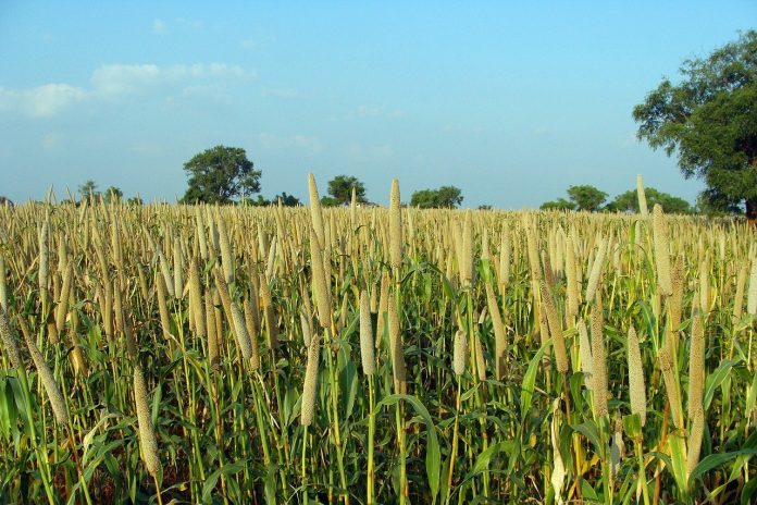 pearl millet pearl millet