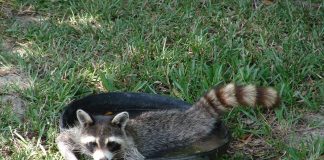 raccoon