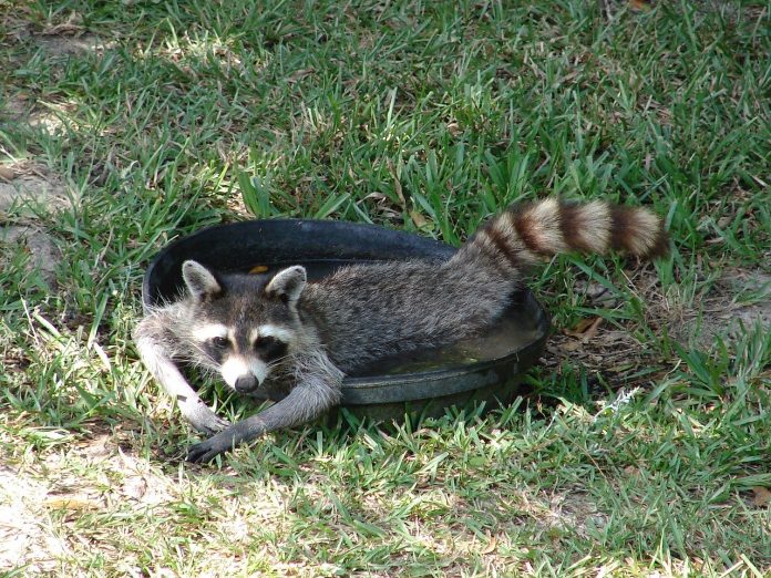 raccoon raccoon