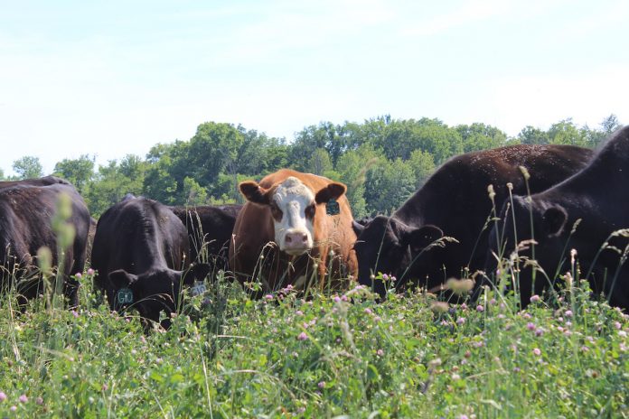 short-5 cows looking