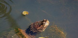 snapping turtle