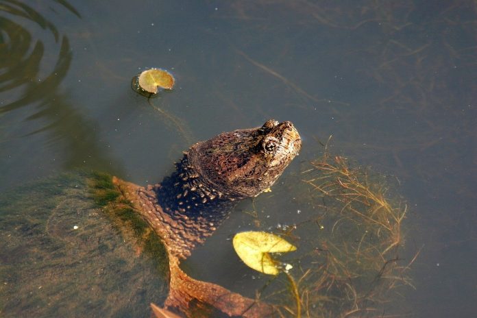 snapping turtle snapping turtle
