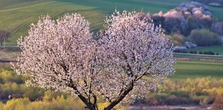 cherry tree