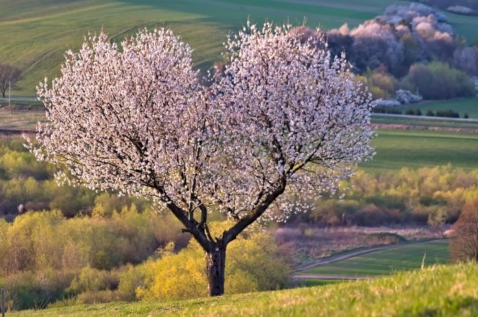 cherry tree cherry tree