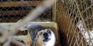 alchemy acres dog seized
