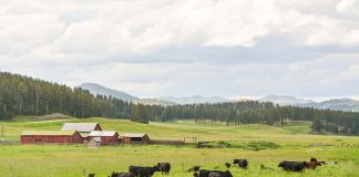 cattle farm