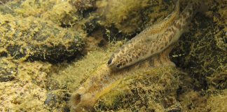 wavy rayed lampmussel
