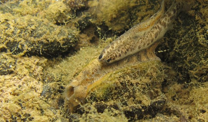 wavy rayed lampmussel wavy rayed lampmussel