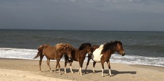 wild ponies