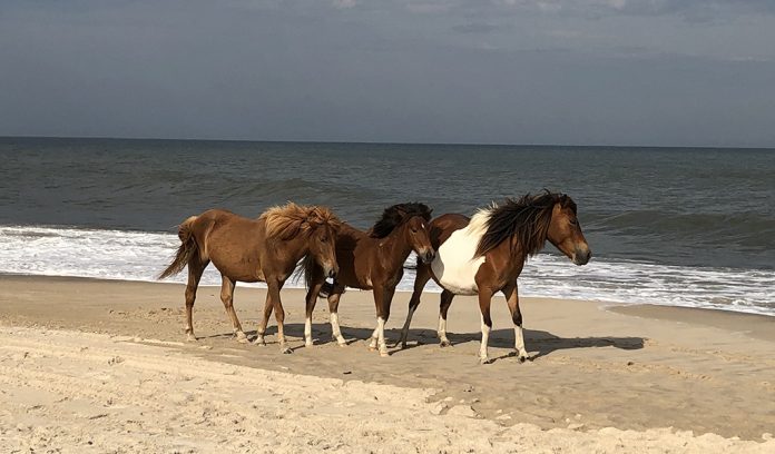 wild ponies