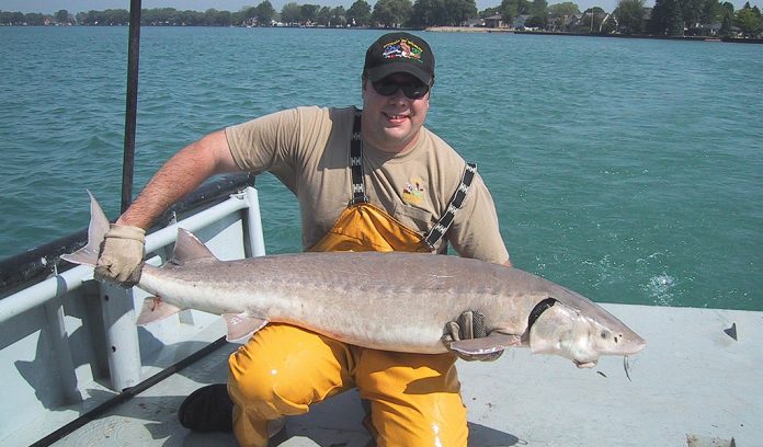 Lake Sturgeon