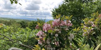 Mountain laurel