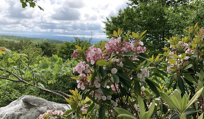 Mountain laurel Mountain laurel