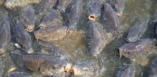 The Linesville Spillway is home to ravenous carp. (Julie Geiss photo)