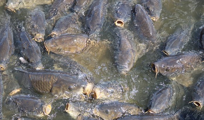 The Linesville Spillway is home to ravenous carp. (Julie Geiss photo) The Linesville Spillway is home to ravenous carp. (Julie Geiss photo)