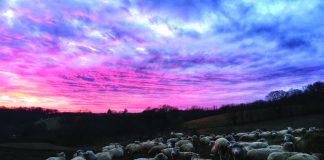 sheep and sunset