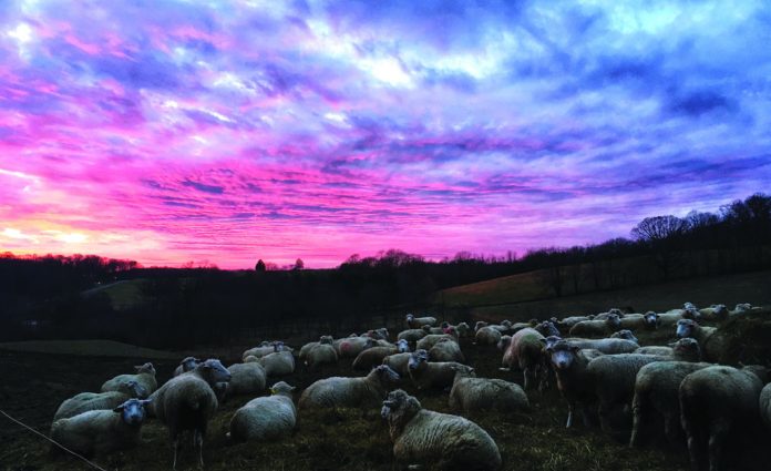IMG_6305 sheep and sunset