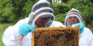 men in beekeeping suits