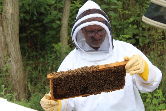 man looking at bee hive frame