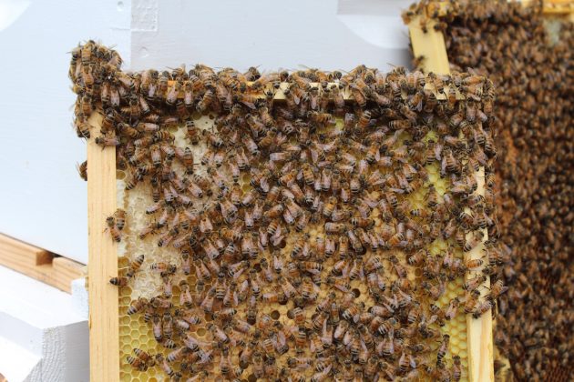 bees on bee hive frame