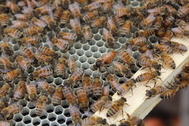 bees
