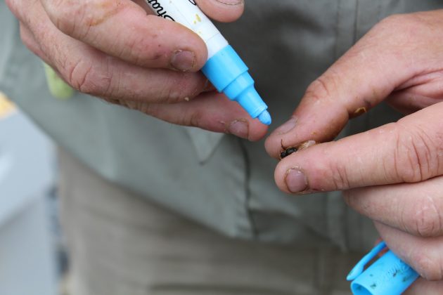 bee being marked with marker
