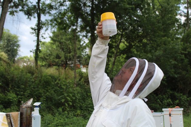 man looking at bees