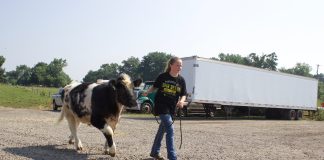 A girl walks a beef steer.