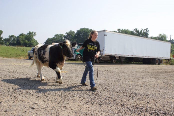 behind_the_shows_brenner_july_2 A girl walks a beef steer.